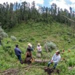 LA CRISIS AMBIENTAL, REQUIERE ACCIONES CONTUNDENTES CONTRA LA TALA DE ARBOLES, PROPONE GPPVEM PAGAR A QUIEN CUIDE LOS BOSQUES