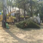 GOBIERNO DE NAUCALPAN INICIA CAMPAÑA DE RECICLAJE DE ÁRBOLES DE NAVIDAD 2026