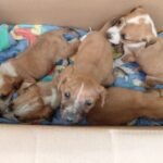 CUAUTITLÁN PROMUEVE LA ADOPCIÓN RESPONSABLE Y EL BIENESTAR ANIMAL