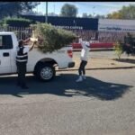 ATIZAPÁN DE ZARAGOZA INICIA CAMPAÑA DE RECICLAJE DE ÁRBOLES DE NAVIDAD