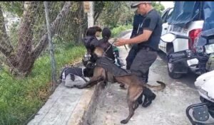 BINOMIO CANINO DA RESULTADOS CONTRA LA DELINCUENCIA CON LA LABOR DEL PERRO POLICÍA “VIRGO”