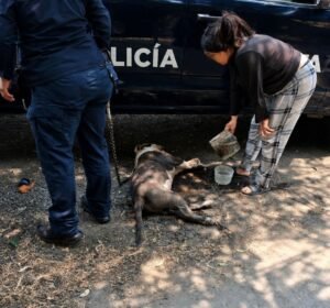 POLICÍA DE TLALNEPANTLA DETIENE A SUJETO POR MALTRATO ANIMAL EN LA COLONIA LA LAGUNA