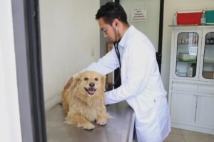 RESGUARDA ATIZAPÁN A PERROS REPORTADOS POR PRESUNTA OMISIÓN DE CUIDADOS; CASO ES TURNADO A AUTORIDADES COMPETENTES