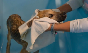 ATIZAPÁN RESCATA A 44 PERROS Y LOGRA LA ADOPCIÓN RESPONSABLE DE 29