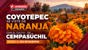 COYOTEPEC SE VISTE DE NARANJA CON EL CULTIVO DE CEMPASÚCHIL RUMBO AL DÍA DE MUERTOS